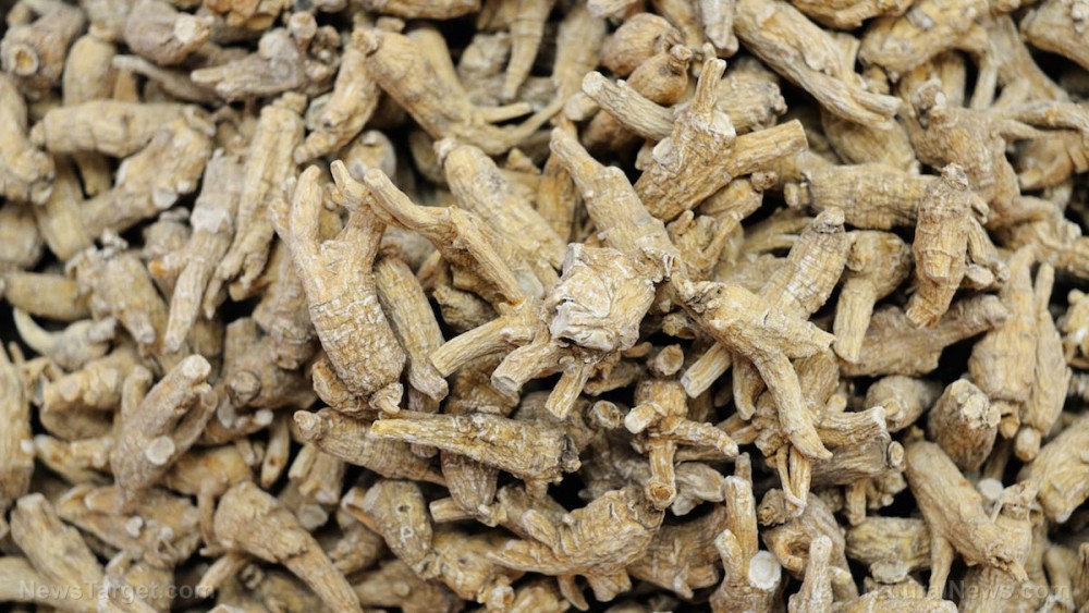 For the men: Thai ginseng improves sexual health, treats erectile dysfunction