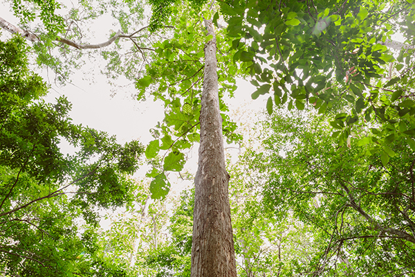 Beyond hardwood: Teak leaves offer anti-inflammatory and antiparasitic benefits