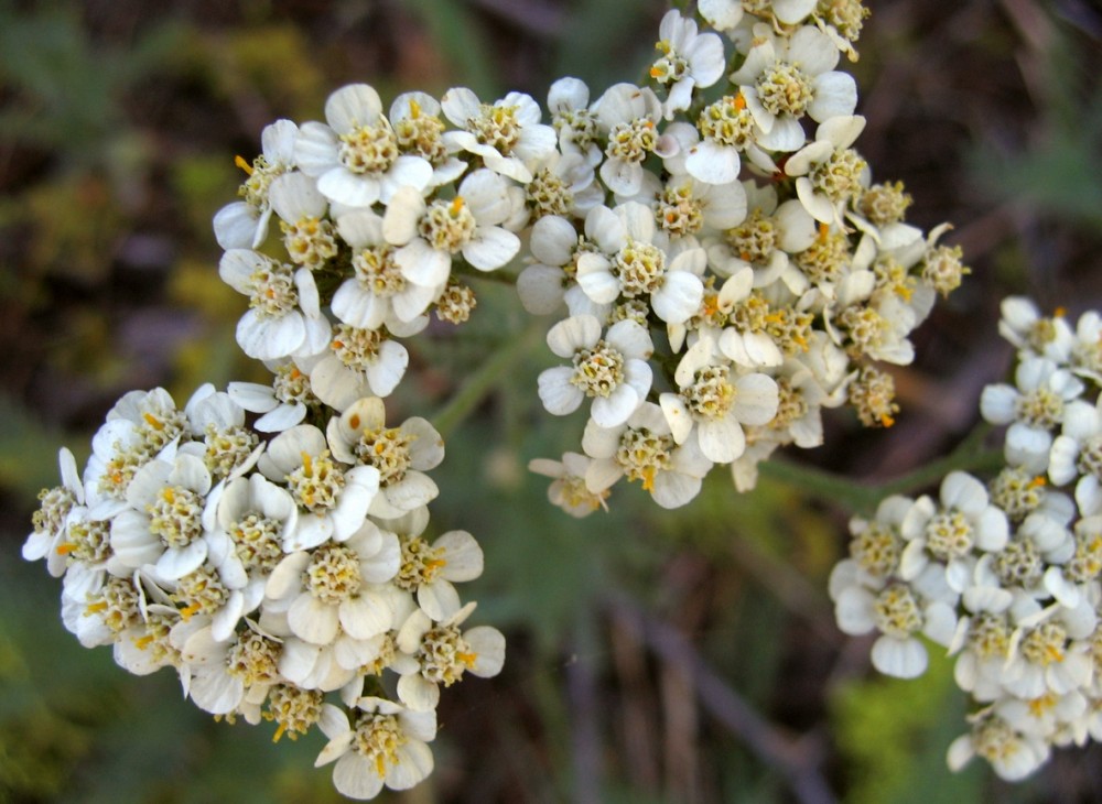 Homegrown medicine: Local yarrow from the Middle East shown to have gastroprotective properties